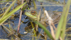 Lithobates catesbeianus