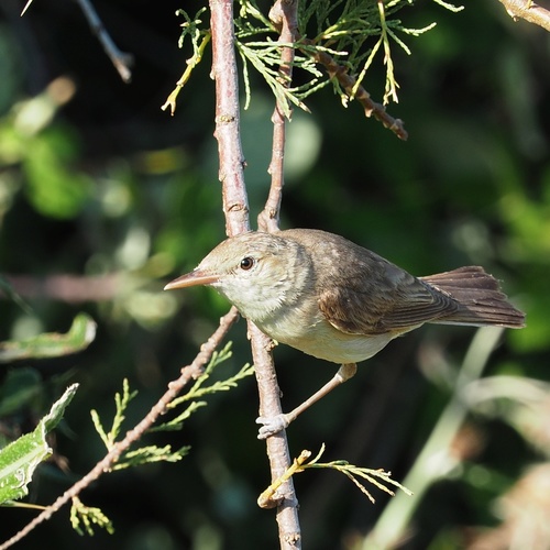 Eastern Olivaceous Warbler, Vlorës, AL-VR, AL, photo 9 of 10