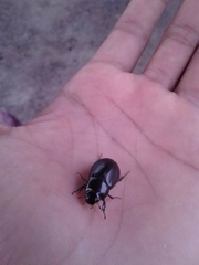 Coleoptera