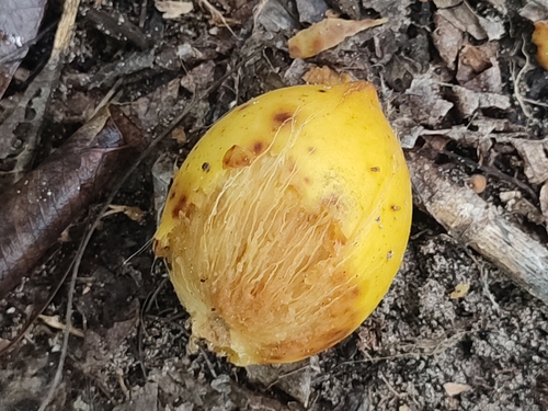 Image of Ochrosia oppositifolia by no rights reserved