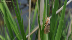 Nemotaulius