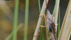 Nemotaulius