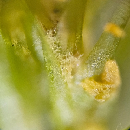 Image of Dicranum fuscescens by (c) Helen Waterman, some rights reserved (CC BY)