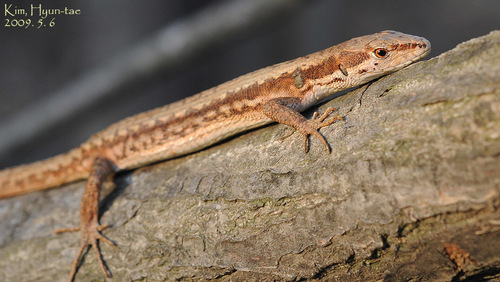 Amur Grass Lizard