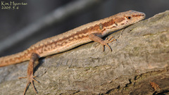 Amur Grass Lizard photo 3