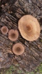 Fungi