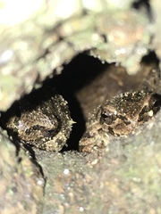 Hyla japonica