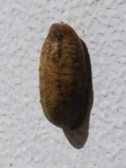 Leidyula floridana