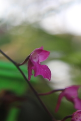 Comparettia falcata