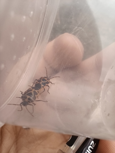 Painted bug