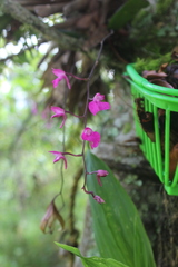 Comparettia falcata