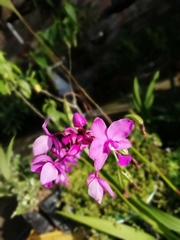 Spathoglottis