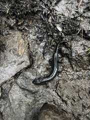 Desmognathus fuscus image