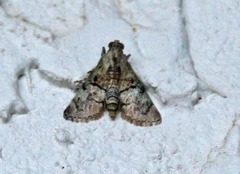 Macalla glastianalis
