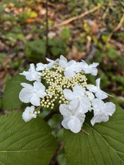 Viburnum lantanoides image
