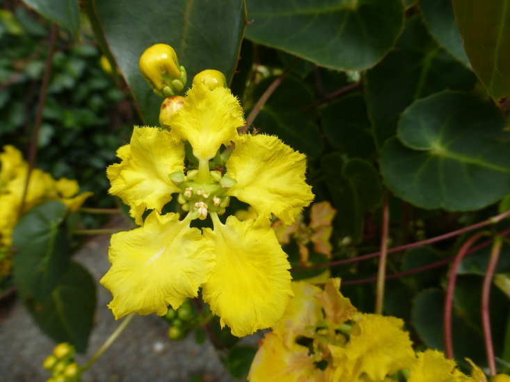 golden vine