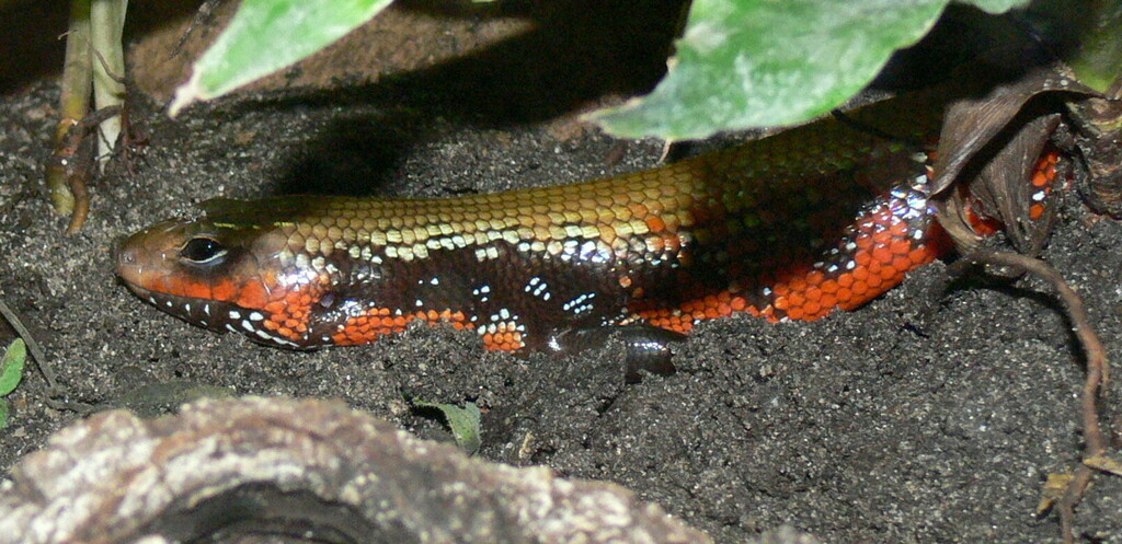 African fire skink