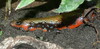 Fire Skink - Photo (c) User:Haplochromis, some rights reserved (CC BY-SA)