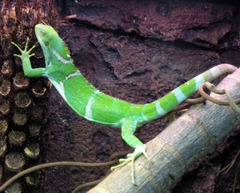 Fiji Crested Iguana photo 2