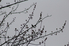 Regulus satrapa satrapa