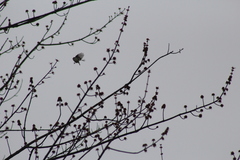 Regulus satrapa satrapa