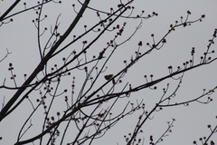 Regulus satrapa satrapa