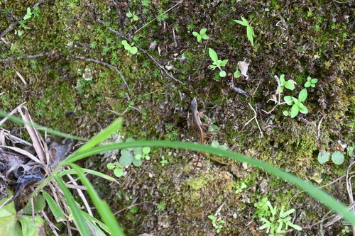 Takydromus intermedius
