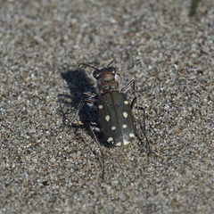 Calomera littoralis nemoralis