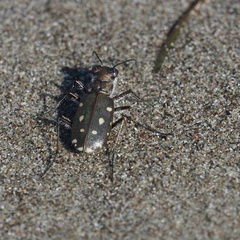 Calomera littoralis nemoralis