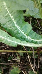 Phytomyza ramosa