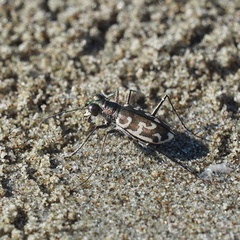 Cylindera trisignata