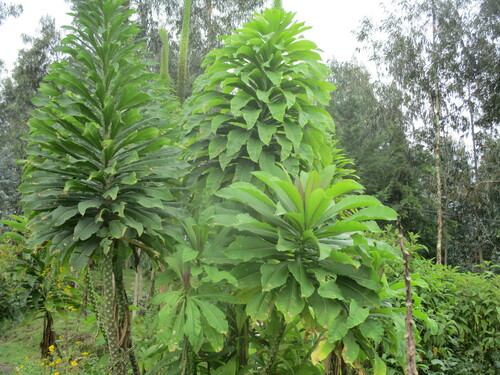 Lobelia giberroa image