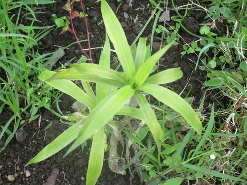 Dracaena afromontana image