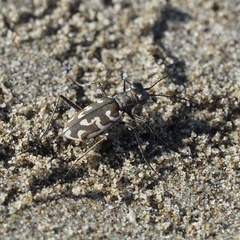Cylindera trisignata