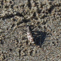Cylindera trisignata