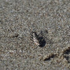 Cylindera trisignata