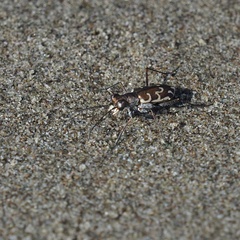 Cylindera trisignata