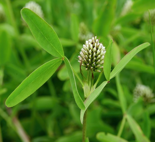 Trifolium squarrosum, photograph 5