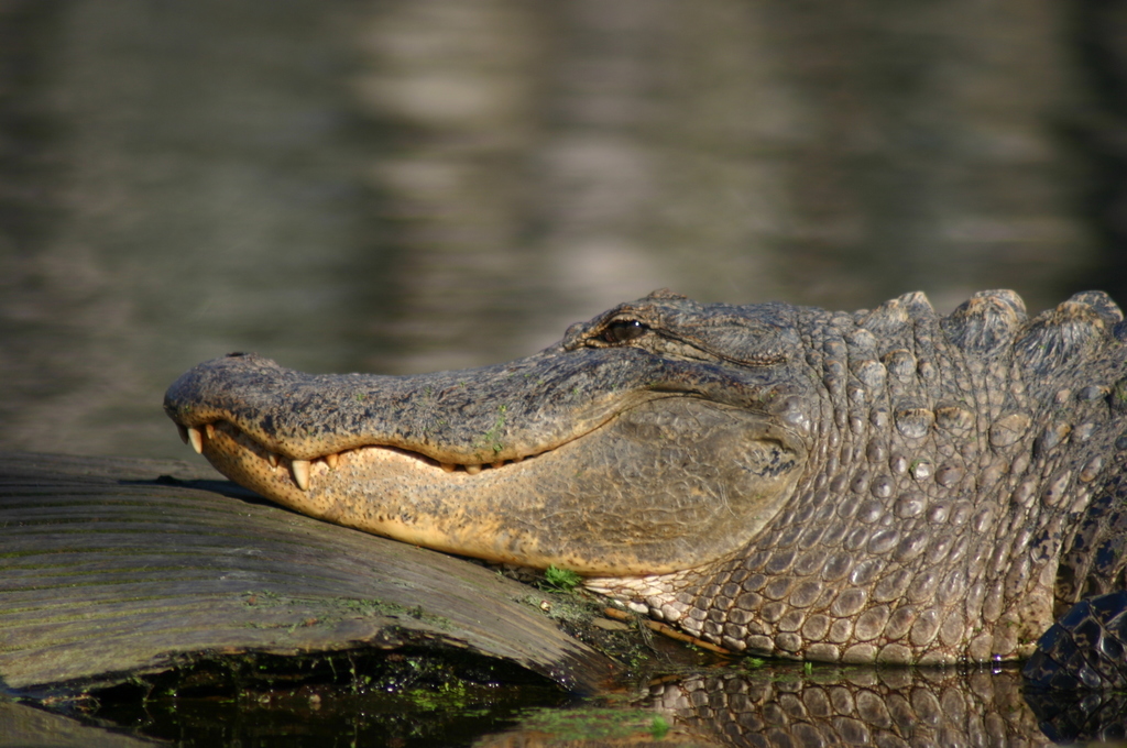 Turning back time: The recovery of the American crocodile •