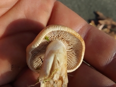 Inocybe