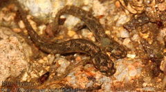 Onychodactylus koreanus