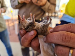 Fat-Tailed False Antechinus photo 2