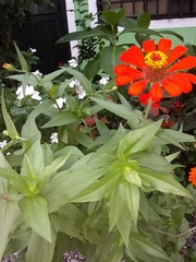 Zinnia elegans