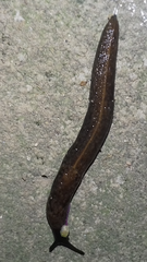 Milacidae