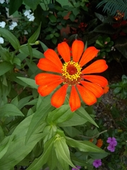 Zinnia elegans