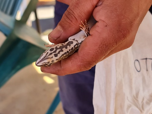 Rusty Desert Monitor