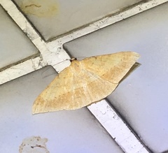 Pseudonadagara semicolor