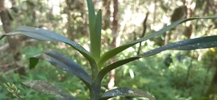 Angraecum viguieri image