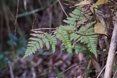 Pteridium latiusculum japonicum