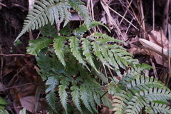 Dryopteris erythrosora